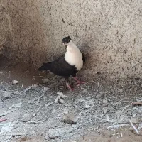 کبوتر تیپ ۱۵عدد