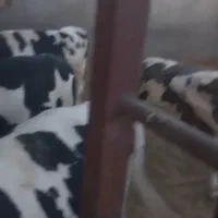 گوساله چاق