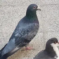 یک جفت کبوتر