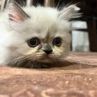بچه گربه اصیل