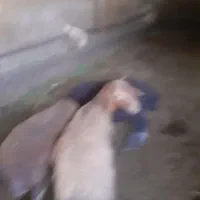 بره نر|حیوانات مزرعه|نهاوند, |دیوار