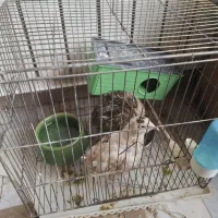 بلدرچین با قفس