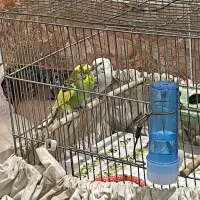 مرغ عشق