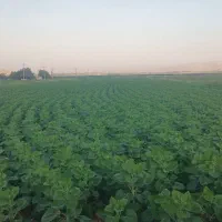 مقداری بذر آفتابگردان