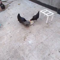مرغ
