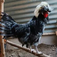 خروس لهستانی
