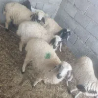 بره ماده ونر
