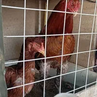 مرغ و خروس لاری