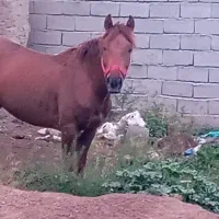 اسب نریان کرد