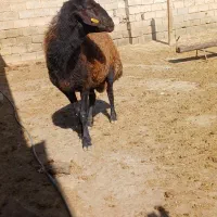 قوچ سرخ