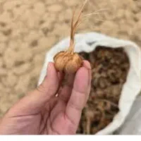 فروش پیاز زعفران
