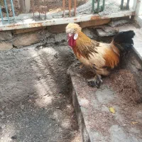 خروس بالغ لهستانی