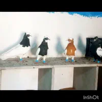 نرو ماده طوقی داراب