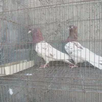 ۲۲تا کفتر بدردخور پرشی ورنگ تا عکس آخر همه شکار