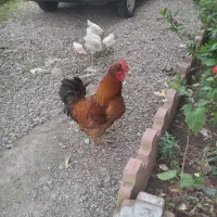 دوعددخروس و۳عدداردک نمه ای