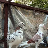 کفتر کبوتر سرور هما زردی