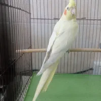 عروس هلندی ماده