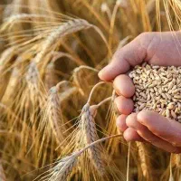 صدکیلو گندم بوجاری کرده تمیز