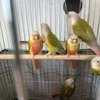 طوطی|پرنده|اسلام‌‌آباد غرب, |دیوار