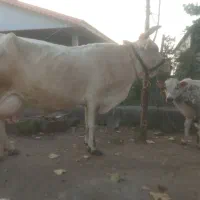 گاو ورزا