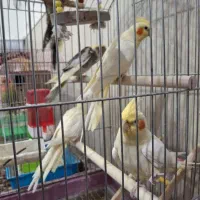 عروس هلندی