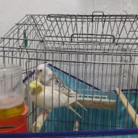 عروس هلندی نر و ماده