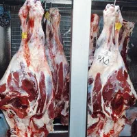 توزیع کننده گوشت جوانه