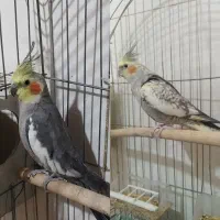 عروس هلندی