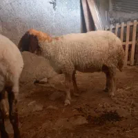 میش و بره
