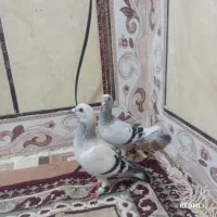 کبوتر شامی سبز