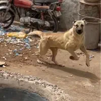 توله سگ نر سرابی
