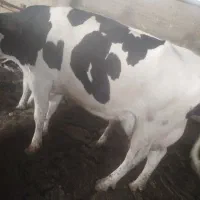 گاو