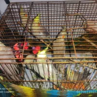فروش عروس هلندی