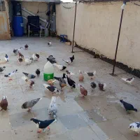 پرنده کفتر