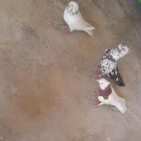 کبوتر