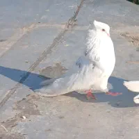 سرور جفت