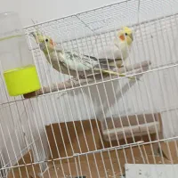 یک جفت عروس هلندی