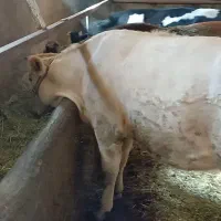 گوساله ماده