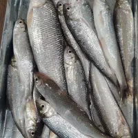 طور ماهیگیری پرتابی