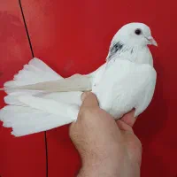 کفتر جوجه .قلمی (گرفتنی بلندی)