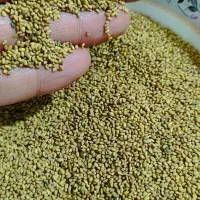 بذر یونجه