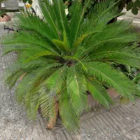 سیکاس