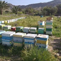 کندوی فروشی