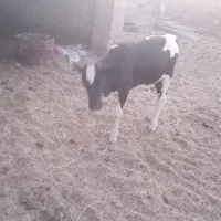 گوساله نر چاق