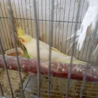 جوجه عروس هلندی لوتینو نرمه خور