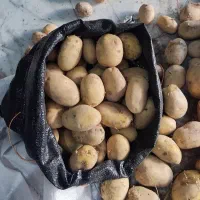 سیب زمینی بریده و پاره