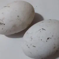 تخم قو غاز
