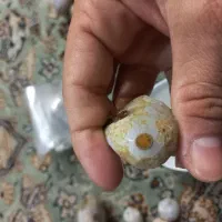 تعدادی نگین و سنگ برای انگشتر