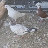 ده تا کفتر کاشونی بپر وباری دار