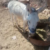الاغ